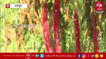 ಚಿಲ್ಲಿ ಕಣ್ಣೀರು: ಮಚ್ಚೆರೋಗದಿಂದ ಮೆಣಸಿನಕಾಯಿ ಇಳುವರಿ ಕುಂಠಿತ ಆತಂಕ: ಈ ವರ್ಷವೂ ರೈತ ಕಂಗಾಲು
