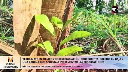 Yerba mate en tiempos de desregulación: sobreoferta, precios en baja y una cadena bajo presión