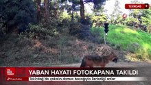 Tekirdağ’da çakalın domuz bacağıyla ilerlediği anlar