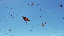 🦋🇲🇽 Mariposas Monarcas — images inédites du Mexique Une large série de vidéos inédites a capturé, depuis le ciel mexicain, l’un des spectacles naturels les plus saisissants : des nuées de papillons monarques en pleine migration....