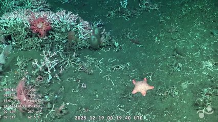 El Conicet celebró la aparición de una nueva "estrellita culona"