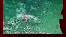 Una nueva estrella se llevó la atención en el stream de Schmidt Ocean junto al Conicet, en la madrugada de este viernes.