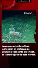 Una nueva estrella se llevó la atención en el stream de Schmidt Ocean junto al Conicet, en la madrugada de este viernes.