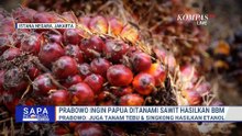 Prabowo Usulkan Sawit di Papua untuk Produksi BBM dan Etanol | SAPA MALAM