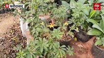 बढ़ते पॉल्यूशन के बीच इन पौधों की बढ़ी डिमांड, नर्सरियों में बड़ी संख्या में पहुंच रहे लोग
