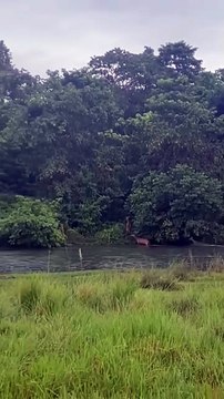 🐅🌿 Spectacle sauvage en direct Par @laura_vdvx, cette vidéo capture un moment incroyable pour des touristes chanceux : alors qu’ils observaient des cerfs à distance, un tigre du Bengale surgit pour une embuscade...
