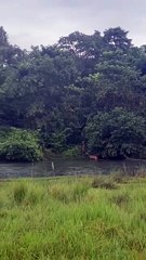 🐅🌿 Spectacle sauvage en direct Par @laura_vdvx, cette vidéo capture un moment incroyable pour des touristes chanceux : alors qu’ils observaient des cerfs à distance, un tigre du Bengale surgit pour une embuscade...