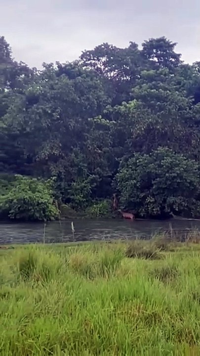 🐅🌿 Spectacle sauvage en direct Par @laura_vdvx, cette vidéo capture un moment incroyable pour des touristes chanceux : alors qu’ils observaient des cerfs à distance, un tigre du Bengale surgit pour une embuscade...