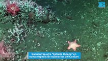 Encuentran otra Estrella Culona en nueva expedición submarina del Conicet