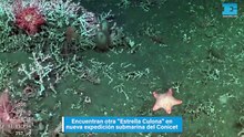 Encuentran otra Estrella Culona en nueva expedición submarina del Conicet