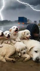 Kind Old Man Rescues a Mother Dog and Her Puppies in Heavy Rain 🛣️🐾✨