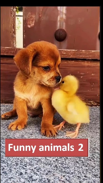 Funny animals2