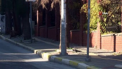 İzmir, sokaklarında domuz sürüleri ile doğal yaşam parkına döndü