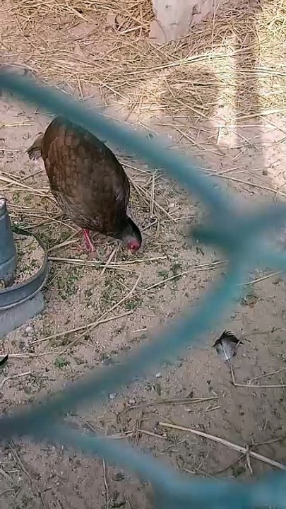 Beautiful bird eating food