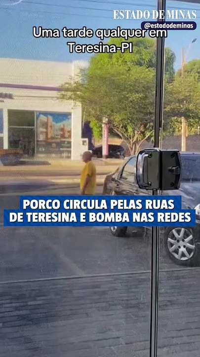 Passeio inusitado: porco circula pelas ruas de Teresina e bomba nas redes