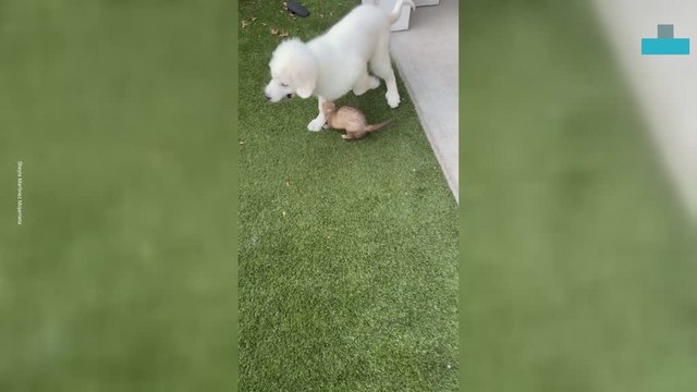 Adorable Ferret and Dog Friendship