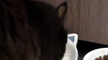 Cat eating 😋