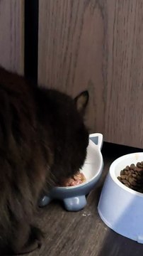 Cat eating 😋