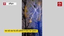 चार घंटे तक पेड़ की टहनियों में फंसा रहा गुलदार, बमुश्किल हुआ रेस्क्यू, देखिये वीडियो