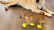 #funnyanimals #monkey #catanddog #animalfails #vir