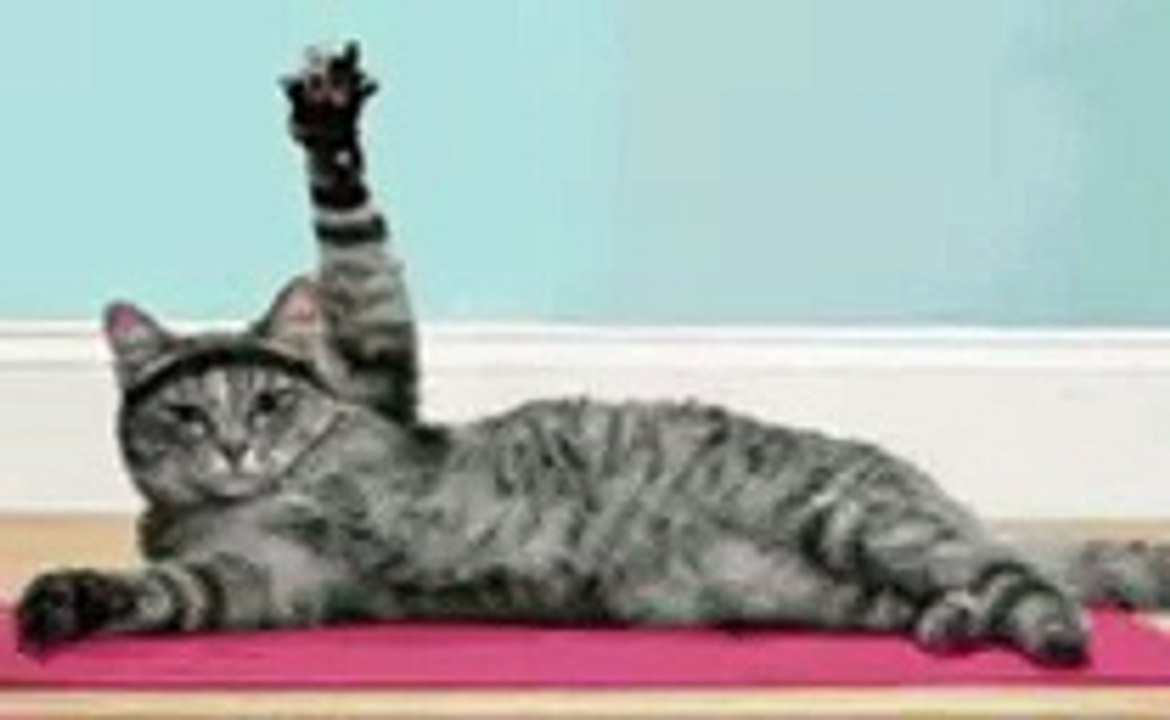 a little video about a cat
