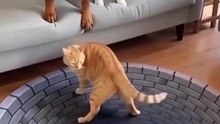 #funnyanimals #monkey #catanddog #animalfails #vir