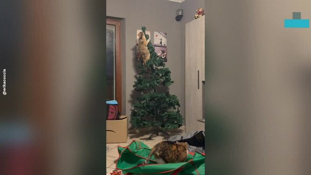 Cat Knocks Over Christmas Tree in Chaotic Moment