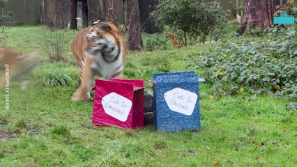 Tigers Chomp Down on Presents as Festive Zoo Animals Enjoy Christmas