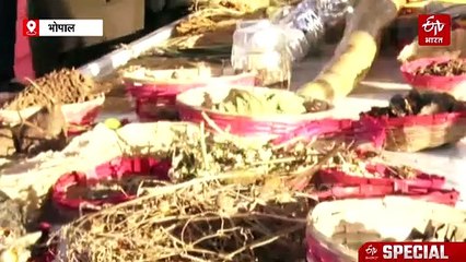 वन मेले में छाई 5 फीट लंबी लौकी, डेढ़ किलो का नींबू जिसे लोग समझ बैठे पपीता