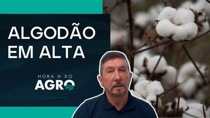 Algodão brasileiro: exportações devem crescer 10% e cenário global entra no radar | HORA H DO AGRO
