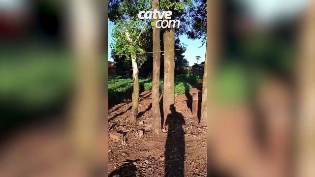 Dois cães são resgatados após abandono às margens da BR-163, em Sede Alvorada