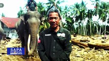 Gajah dan Orangutan Tewas saat Banjir, Satwa Liar Jadi Korban Senyap Bencana Ekologis di Sumatera