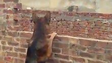 German shepherd dog aggressive on a cat #foryou