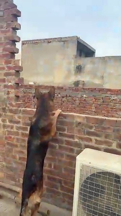 German shepherd dog aggressive on a cat #foryou