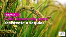 Chile desarrolla arroz resistente a sequías