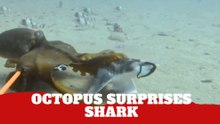 Octopus surprises scientists by hugging a shark in rare ocean moment caught on camera