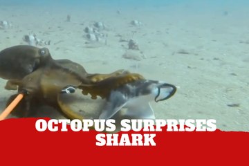 Octopus surprises scientists by hugging a shark in rare ocean moment caught on camera