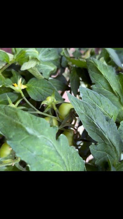 Tying tomatoes incorrectly around a string
