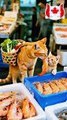 The Most Hardworking Cats! 🍜 Selling Udon to Save Friends | Cats From Canada #CatsFromCanada