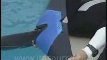 Un dauphin avec une prothèse