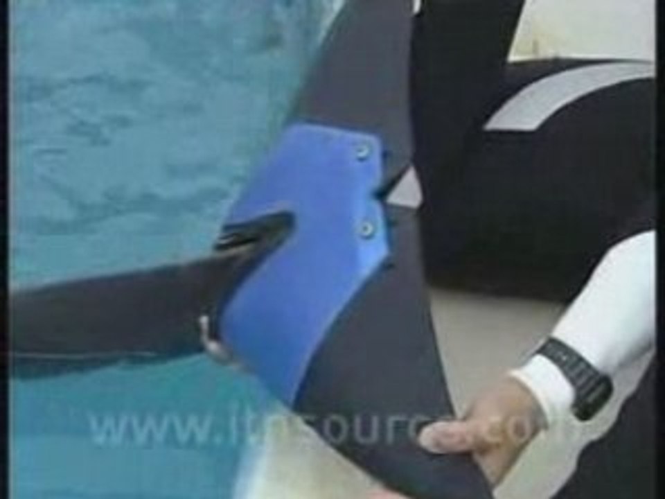 Un dauphin avec une prothèse