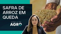 Safra de arroz deve cair 12,4% e acende alerta para o mercado em 2026 | HORA H DO AGRO