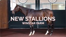 Meet WinStar's Three New Grade I-Winning Stallions