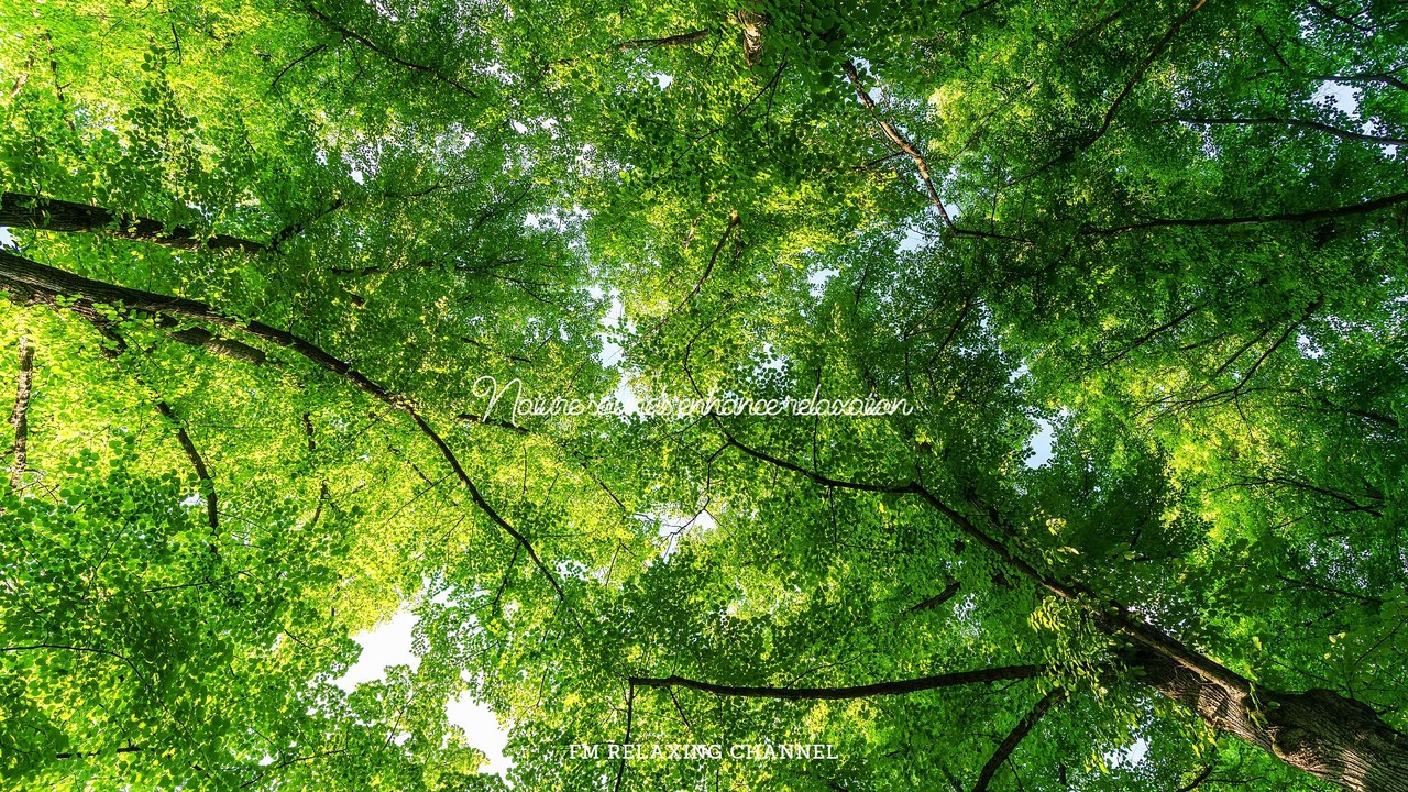 60 Minute Instant CALMING MUSIC, Relaxing Music, Calm Music, Relax (Headache Relief) Sleep