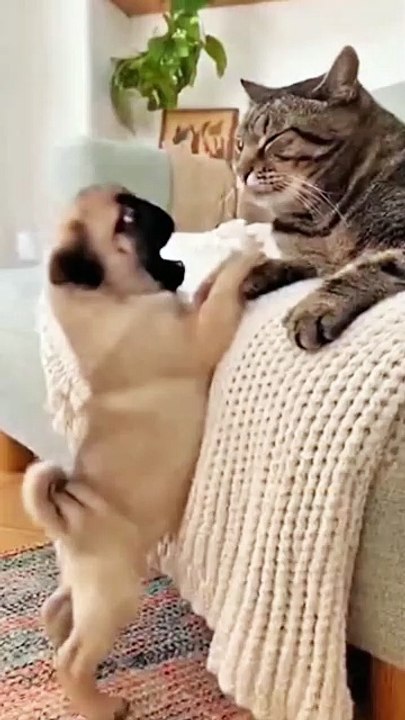 Puppy Starts a Fight