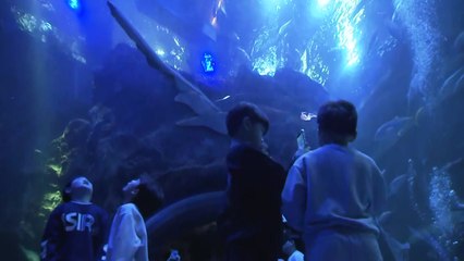 "겨울비도 문제없죠"...대형 실내 수족관, 시민 발길 / YTN