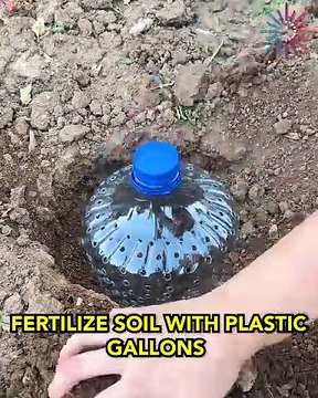 DIY fertilizer gallons for thriving soil