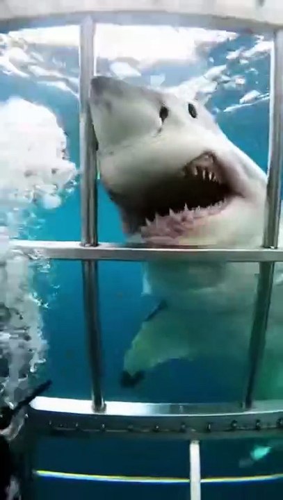 Man almost killed by a tiger shark