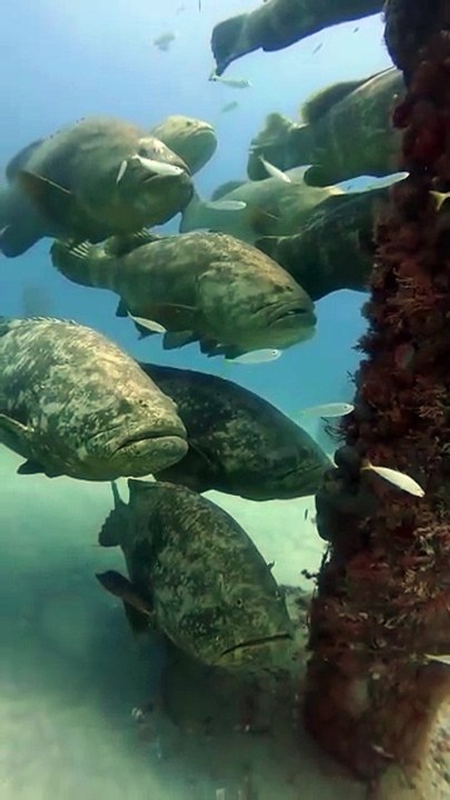 Grouper waiting for right time to attack
