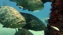 Grouper waiting for right time to attack